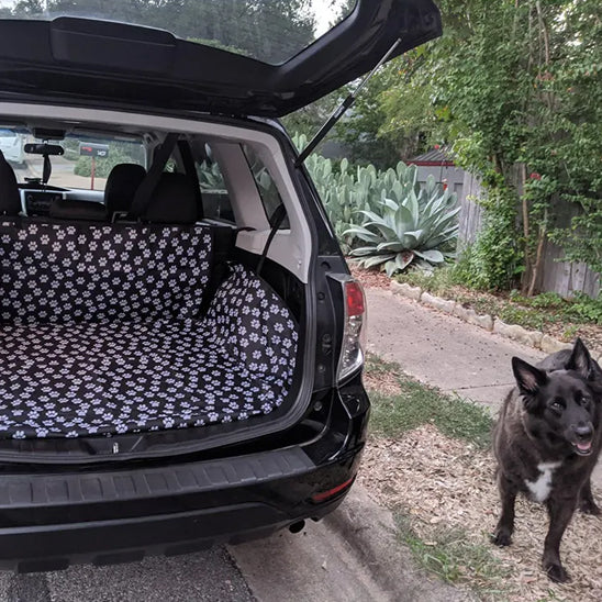 chien attendant pour monter sur tapis de coffre voiture