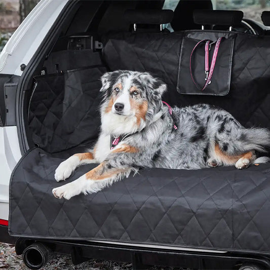chien race collier dans le soute sur tapis de coffre voiture luxe
